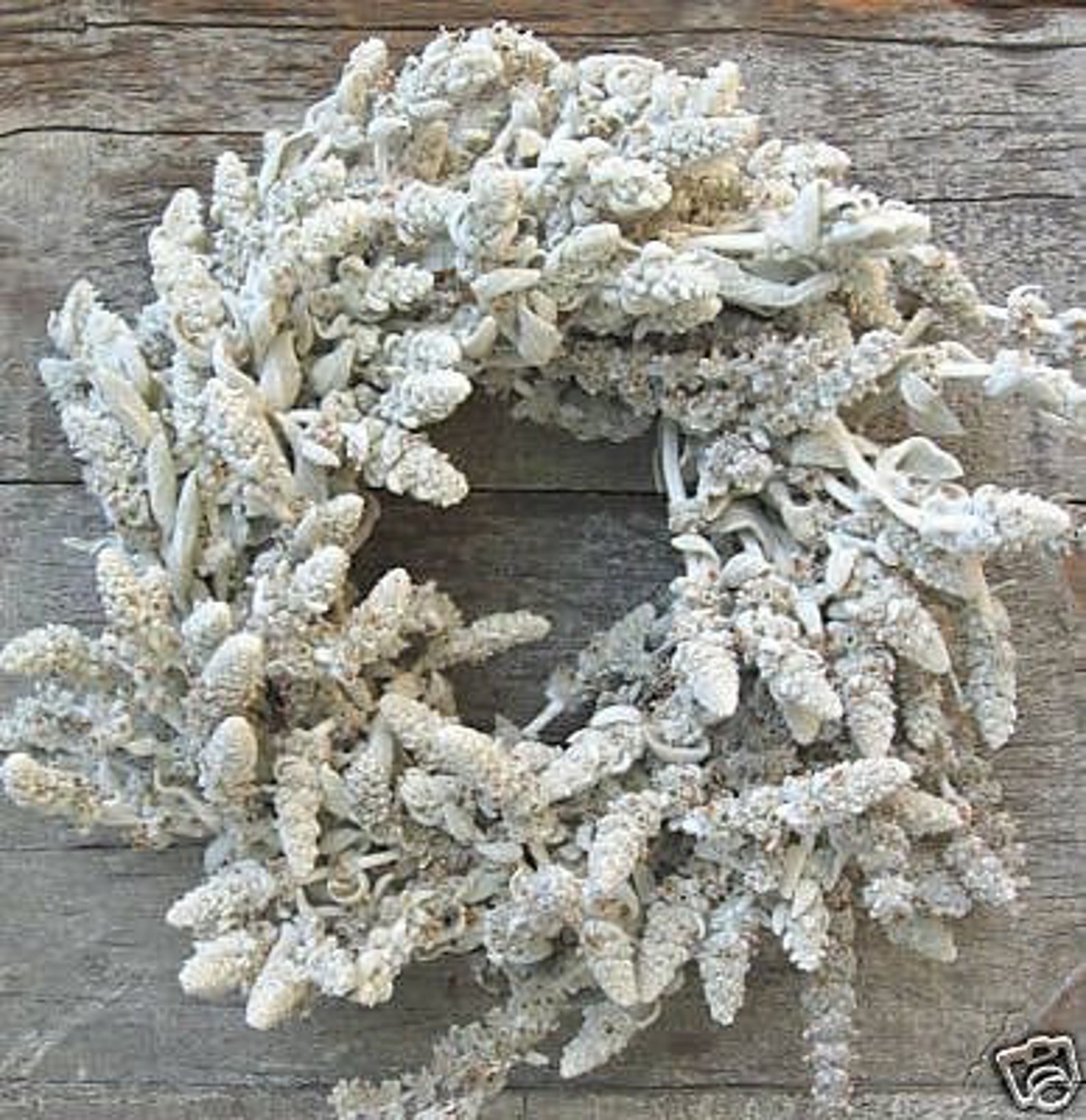 18 Lamb's Ear Wreath Etsy