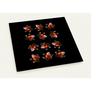 Symmetry in Spring (Pack of 10 Post Cards) Printemps, Photographie jonquille, Nature et Art