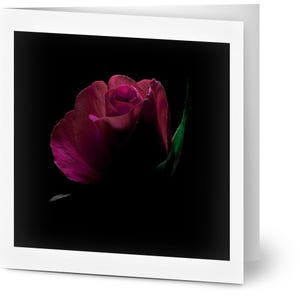 Fluwelen bloei, rozenwenskaarten (10 stuks), rozenfotografie, natuurkaart, rozenkaart, rode roos, bloemenwenskaart