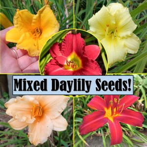 Unique Flower Seeds Zone 8 - Etsy