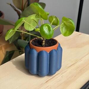 Peut inclure: Une petite plante verte aux feuilles rondes dans un pot en terre cuite, placée dans un pot décoratif bleu. La plante est posée sur une surface en bois clair, avec d'autres plantes en arrière-plan.