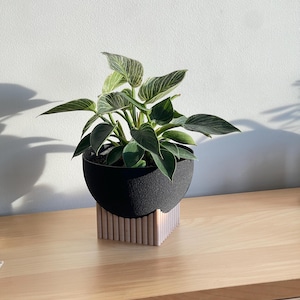 Puede incluir: Una planta de interior con hojas verdes variegadas en una maceta redonda negra sobre un soporte de madera. El soporte es de madera marrón claro y tiene un diseño geométrico.