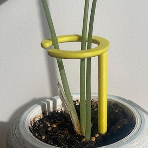 Może przedstawiać: Roślina doniczkowa z długimi zielonymi łodygami i jasnym żółtym pierścieniem podtrzymującym. Roślina znajduje się w białej, teksturowanej doniczce z jasnoniebieską obwódką, na tle białej ściany.