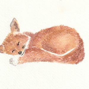 Renard endormi