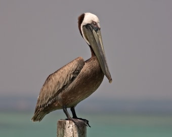 Brown Pelican posing on a piling on the Florida Gulf Coast