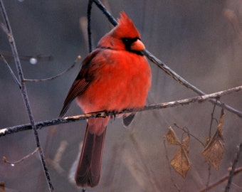 May include: A bright red cardinal perched on a bare branch with a gray background. The cardinal's beak is pointed and black. The bird's feathers are a vibrant red.