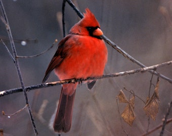 Red Male Cardinal Fine Bird Art Photograph