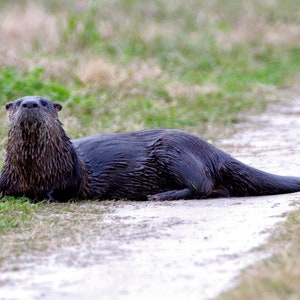May include: A wet, dark brown river otter with a light brown face is lying on a dirt path. The otter is looking directly at the camera with its mouth closed. The otter is surrounded by green grass.