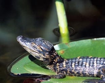 Baby Alligator Sunning Itself on a Lily Pad - Wildlife Photography Art