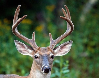 Ten Point Buck, Velvet Antlers, Blue Ridge Mountains North Carolina