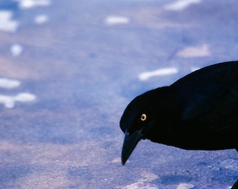 A Grackle Stares into the Camera with an Angry Look Bird Fine Art Photo