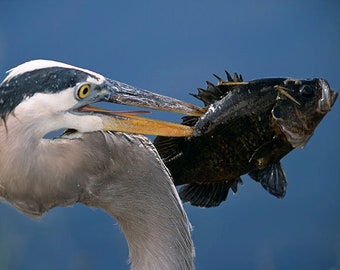 Great Blue Heron Fishing, Looks Surprised, A  Bird Fine Art Photo