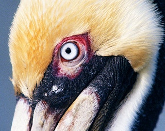 May include: Close-up of a brown pelican's head with a white and yellow crown of feathers. The pelican's eye is blue with a red ring around it.