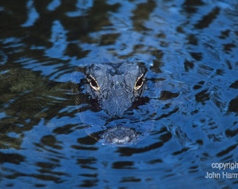 Gator in ambush mode in deep blue shadows Nature Fine Art