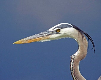 Great  Blue Heron Up Close A Bird Fine Art Photo