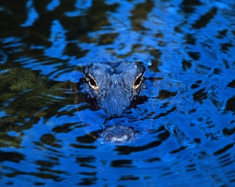 Menacing Gator in Deep Blue Shadow Original Fine Art Photo