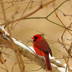 Male Red Cardinal in the Winter Snow Photo