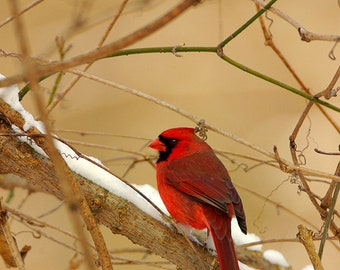 Male Red Cardinal in the Winter Snow Photo