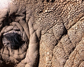 Close Up of an Elephants Eye Fine Art Photo