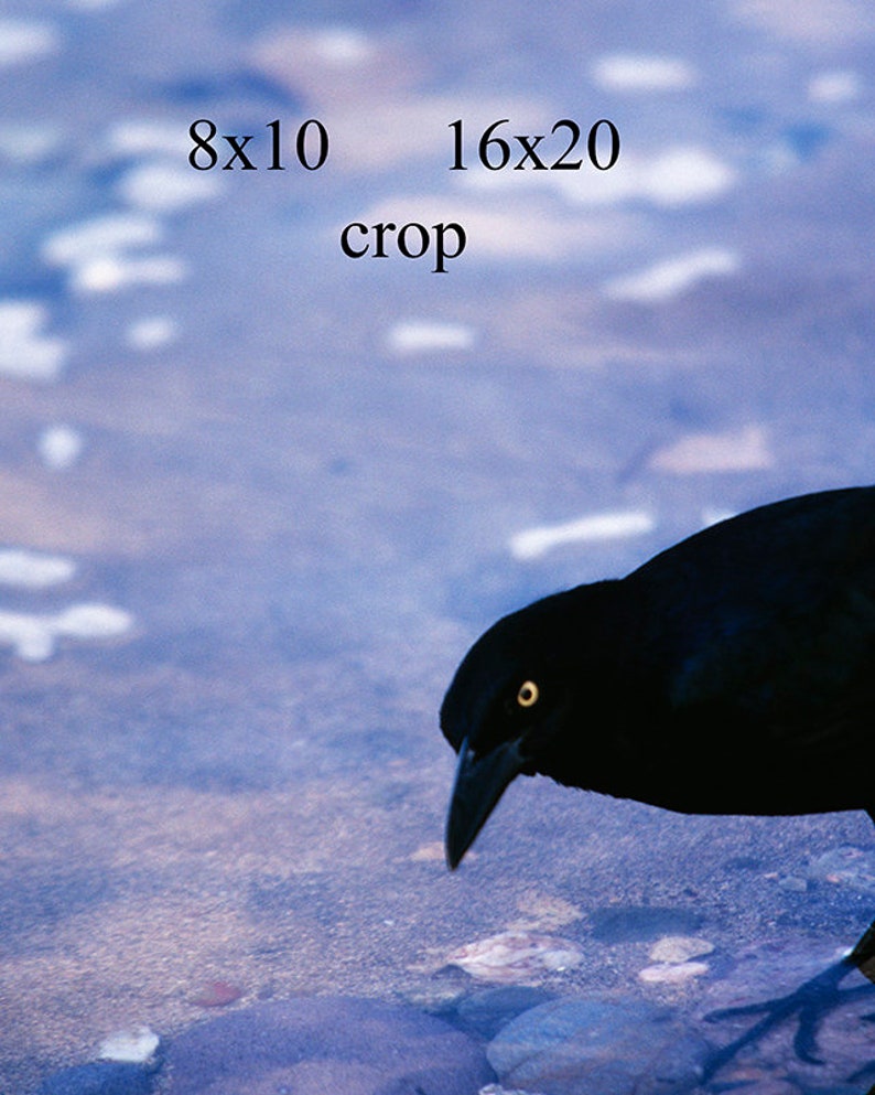 Startled Grackle by John Harmon