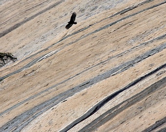 A Lone Vulture Soars Near the Granite Dome of Stone Mountain A North Carolina State Park Fine Art Photo