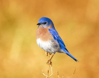 May include: A bluebird with a blue head, brown chest, and white belly perched on a thin, brown branch against a blurred, golden background.