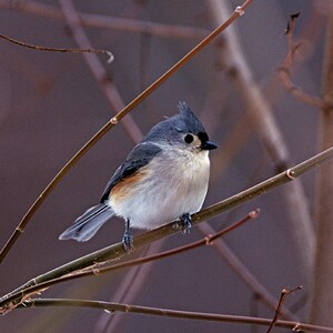 May include: A small, gray and white bird with a black eye sits on a thin brown branch. The bird has a black crest on its head and a white stripe above its eye.