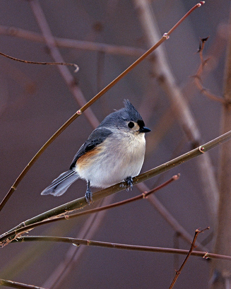 May include: A small, gray and white bird with a black eye sits on a thin brown branch. The bird has a black crest on its head and a white stripe above its eye.