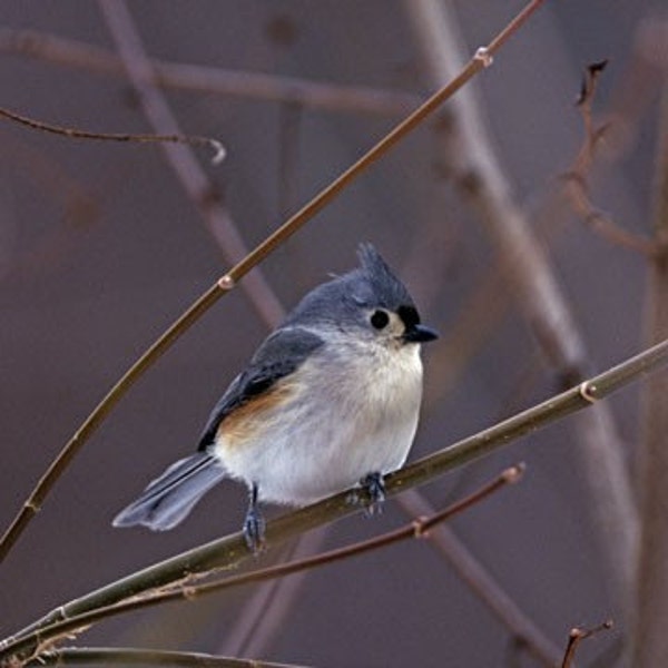 Whimsical Tufted Titmouse Photo Print  Perfect Winter Décor for Bird Lovers