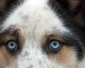 A Blue-eyed Dog Fine Art Photo