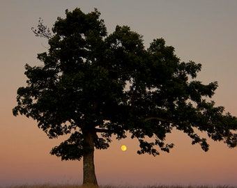 Lone Tree and Moonrise, At Doughton Park on the Blue Ridge Parkway Fine Art Photo