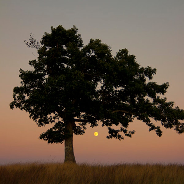 Lone Tree and Moonrise, At Doughton Park on the Blue Ridge Parkway Fine Art Photo