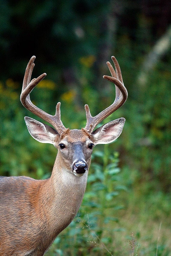 Ten Point Buck Velvet Antlers Blue Ridge Mountains North Carolina Etsy