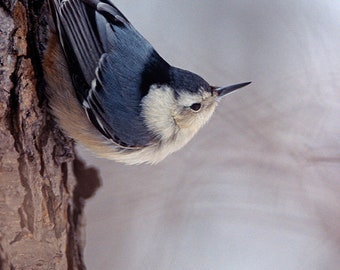 May include: A white-breasted nuthatch perched on a tree trunk, facing to the right, with its head tilted down. The bird has a blue-gray back, white underparts, and a black eye stripe.