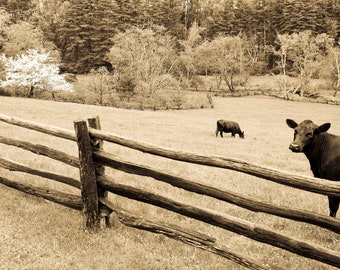 Blue Ridge Parkway Art: Rustic Print with Cows, Dogwood & Split Rail Fence