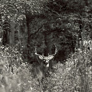 May include: A black and white photo of a white-tailed deer buck with large antlers standing in a forest. The deer is partially obscured by foliage.