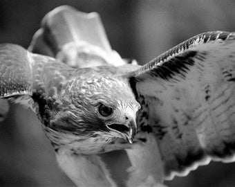 May include: A black and white photograph of a hawk in flight with its wings spread wide. The hawk's head is turned to the side, and its sharp eyes are focused on something in the distance.