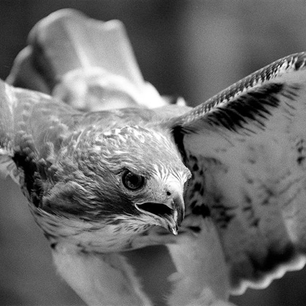 Red-Tailed Hawk, Wall Decor, Black and White Art, Up Close