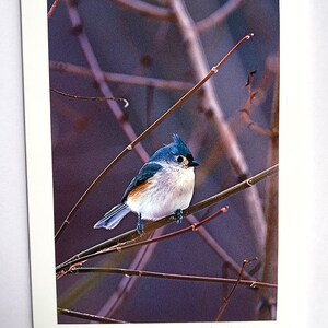 May include: A small, blue and white bird with a black eye perched on a branch. The bird has a crest of feathers on its head. The background is a blurry purple color. The text 'Tufted Titmouse' and 'John Harmon' are printed below the image.