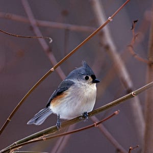 May include: A small, gray and white bird with a black eye perched on a thin brown branch. The bird has a crested head and a long tail.