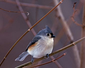 May include: A small, gray and white bird with a black eye perched on a thin brown branch. The bird has a crested head and a long tail.