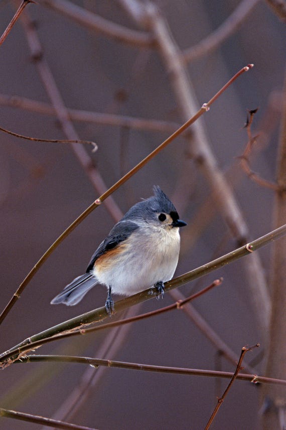 Tufted Titmouse Fine Art Bird Photo: Winter Nature Print