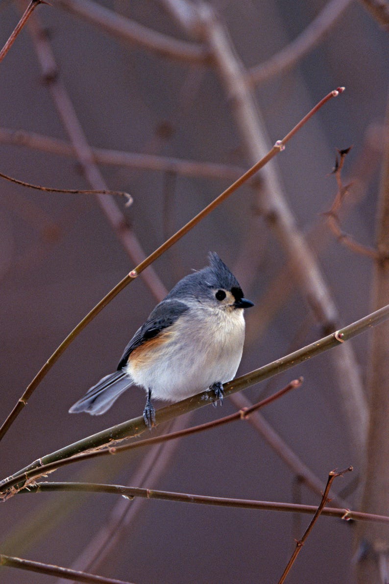 May include: A small, gray and white bird with a black eye perched on a thin brown branch. The bird has a crested head and a long tail.