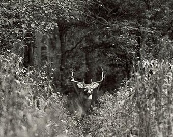 Ten Point Buck  Wildlife Photo, Whitetailed Deer, Cleveland Ohio Metroparks