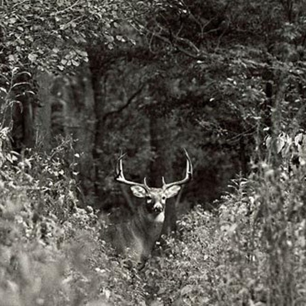 Ten Point Buck  Wildlife Photo, Whitetailed Deer, Cleveland Ohio Metroparks