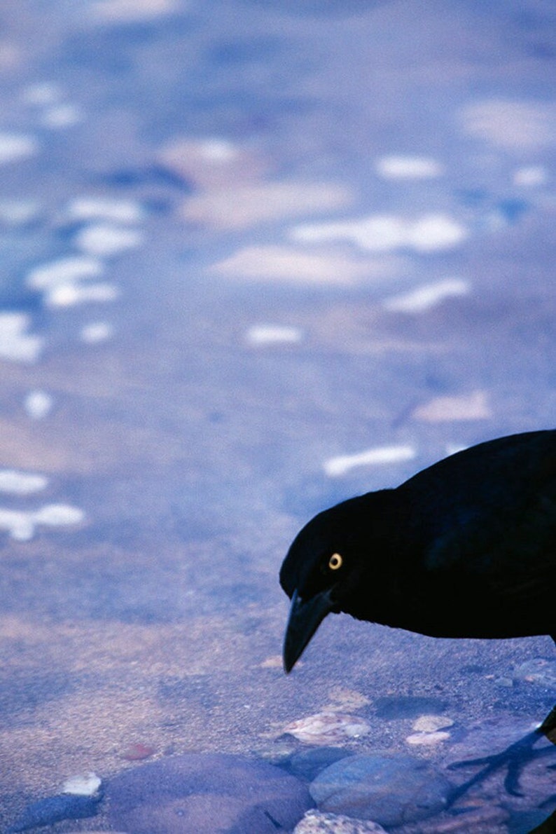 Startled Grackle by John Harmon