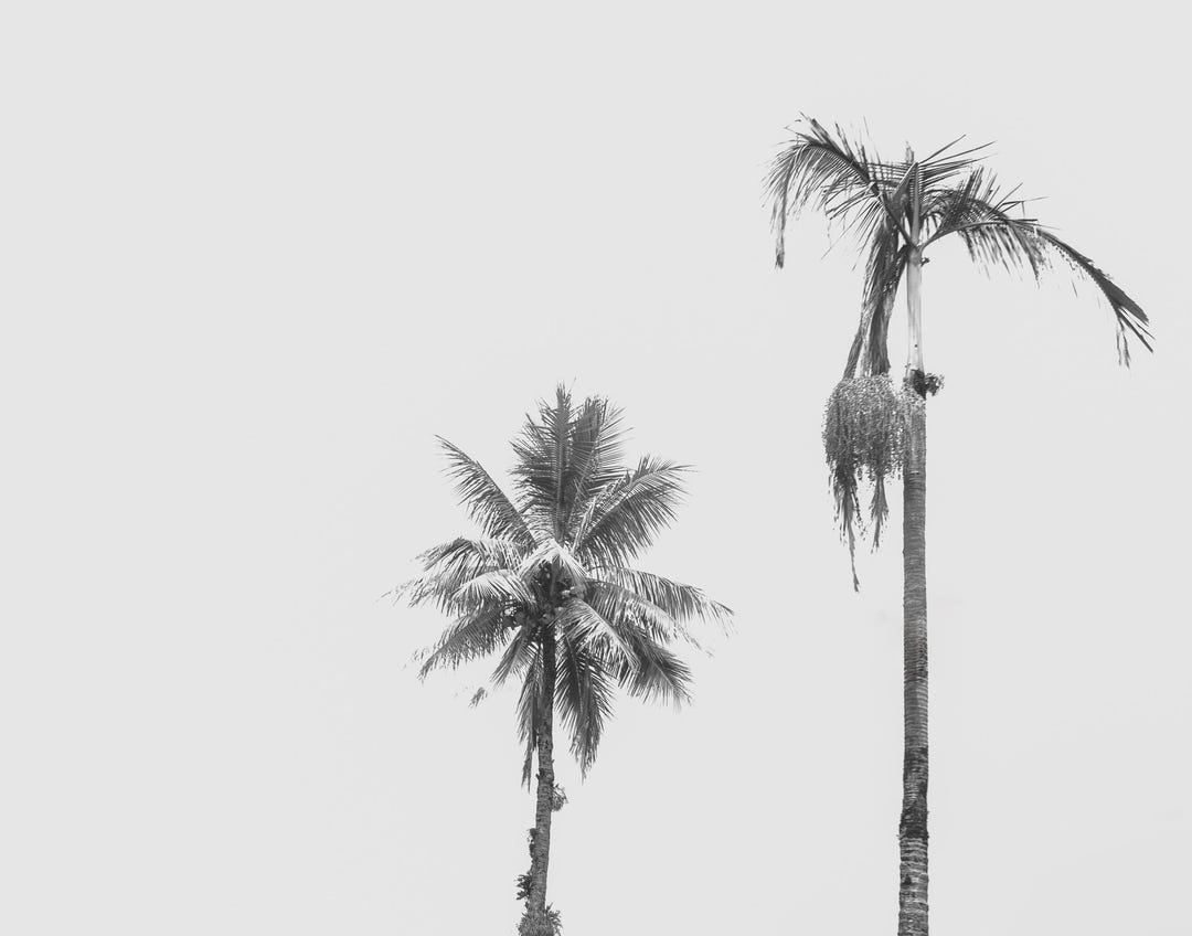Black and White Palm Tree Wall Art | Minimalist Tropical Photography ...