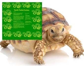 Love Turtles? Play indoors or out. Learn about all kinds of turtles! Included on the bandana is a fun art activity! Science enrichment game.