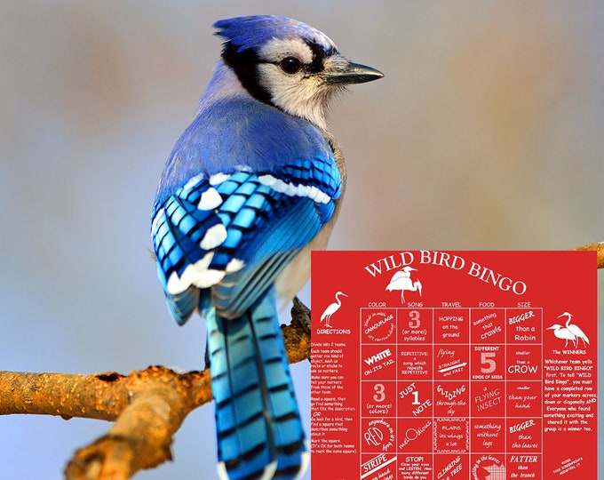 New! Wild Bird Bingo in two colors! Cardinal red and Blue jay Blue! A fun way to teach kids about the world of birds! Great for scouts!