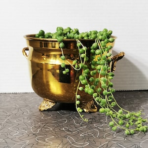 Puede incluir: Una maceta de metal dorado con tres patas y dos asas, llena de una planta verde de cadena de perlas.